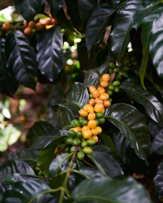 COLOMBIE - CAUCA - Vallée El Tambo - Association Women ASMUCAFE