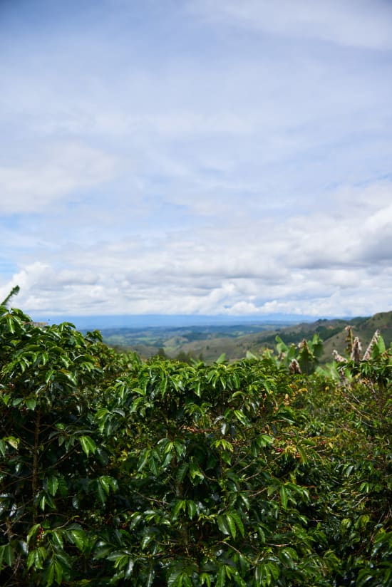 COLOMBIE - CAUCA - Vallée El Tambo - Association Women ASMUCAFE