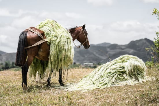 COLOMBIE - HUILA - Vallée Acevedo -selection Gran galope