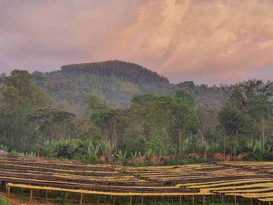 ETHIOPIE - YIRGACHEFFE - IDIDO -Special projet Malebo- COLLECTION 2026 -