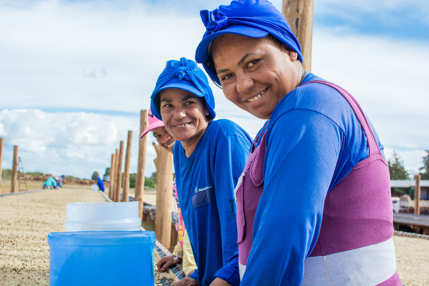 BRÉSIL - Région Cerrado - Sweet Collection 2025 by Daterra