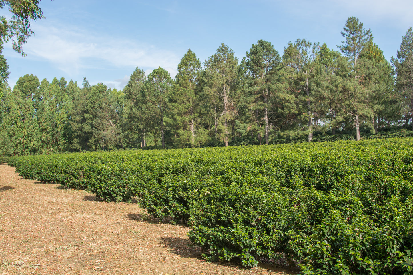 BRÉSIL - Région Cerrado - Sweet Collection 2025 by Daterra