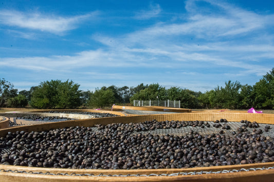 Offre découverte 500 grammes avec 5 cafés 100 grammes