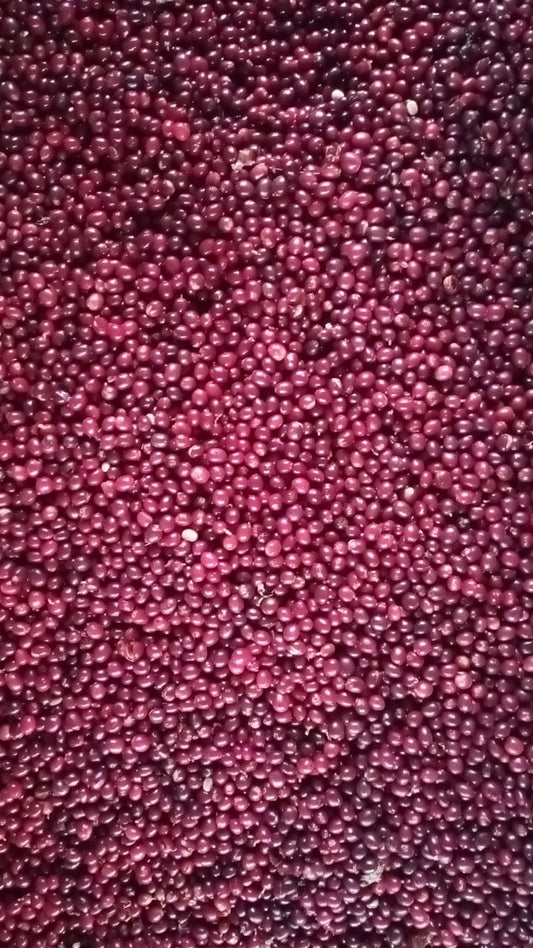 la cerise des arabicas est un veritable bijoux