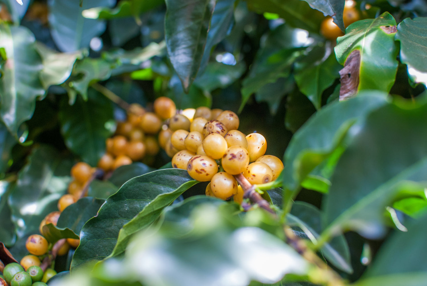 Cerise arabica jaune-yellow