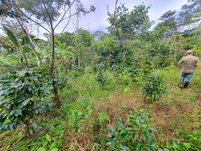 PEROU - Oxapampa - Villa Rica - projet Intikafe - collection 2026