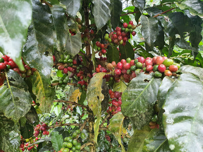 PEROU - Oxapampa - Villa Rica - projet Intikafe - collection 2026