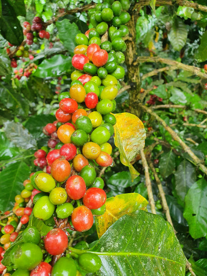 PEROU - Oxapampa - Villa Rica - projet Intikafe - collection 2026