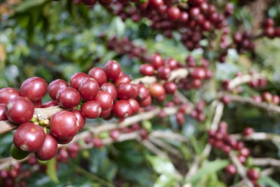 COLOMBIE - CAUCA - Vallée El Tambo - Association Women ASMUCAFE