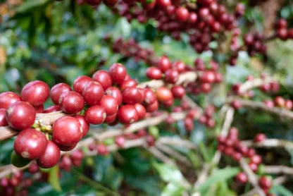 COLOMBIE - CAUCA - Vallée El Tambo - Association Women ASMUCAFE