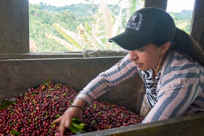 COLOMBIE - CAUCA - Vallée El Tambo - Association Women ASMUCAFE