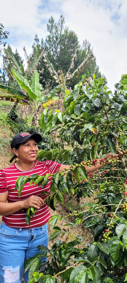 COLOMBIE - CAUCA - Vallée El Tambo - Association Women ASMUCAFE