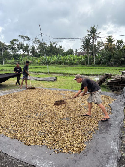 BALI - KINTAMANI- Fermes karana-