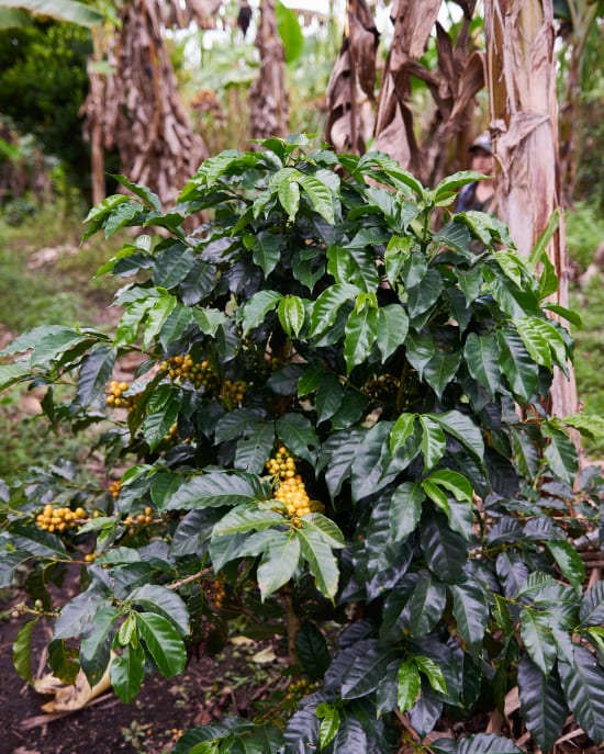 COLOMBIE - CAUCA - Vallée El Tambo - Association Women ASMUCAFE