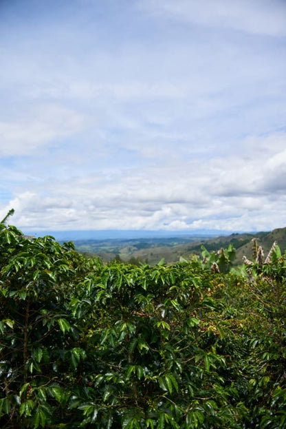 COLOMBIE - CAUCA - Vallée El Tambo - Association Women ASMUCAFE