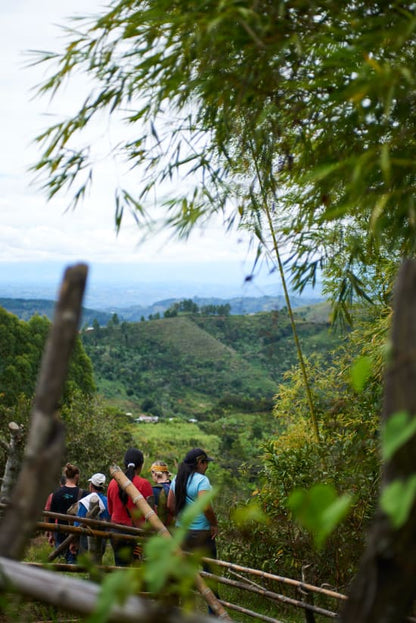 COLOMBIE - CAUCA - Vallée El Tambo - Association Women ASMUCAFE