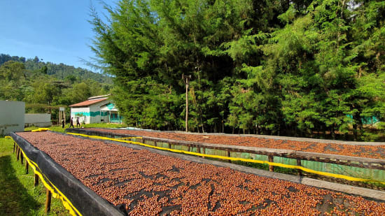 ETHIOPIE - YIRGACHEFFE - IDIDO -Special projet Malebo- COLLECTION 2026 -