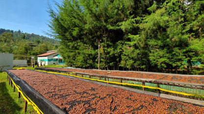 ETHIOPIE - YIRGACHEFFE - IDIDO -Special projet Malebo- COLLECTION 2026 -