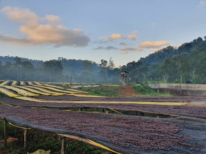 ETHIOPIE - YIRGACHEFFE - IDIDO -Special projet Malebo- COLLECTION 2026 -