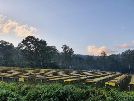 ETHIOPIE - YIRGACHEFFE - IDIDO -Special projet Malebo- COLLECTION 2026 -