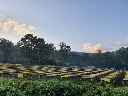 ETHIOPIE - YIRGACHEFFE - IDIDO -Special projet Malebo- COLLECTION 2026 -