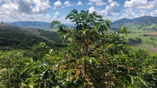 BRÉSIL - Région  Mantiqueira de Minas  - Mundo Novo 2025