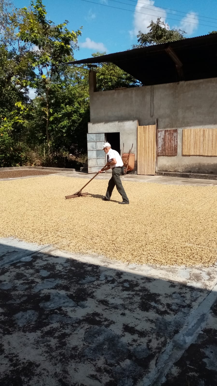 PEROU - Oxapampa - Villa Rica - projet Intikafe - collection 2026